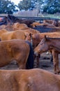 Horses in stockyards on a rural property