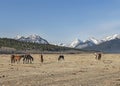 Horses in the Foothills of the Rocky Mountains