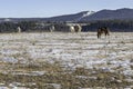 Horses on the Stoney Indian Reserve