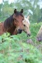 Horses stood in countryside Royalty Free Stock Photo