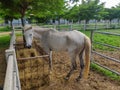 Horses stood to eat straw and feed in the stables