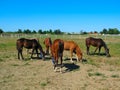 Horses in Stud Farm Royalty Free Stock Photo