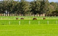 A Horses on a Stud Farm - Australia Royalty Free Stock Photo