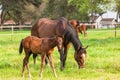 Horses Stud Farm Royalty Free Stock Photo