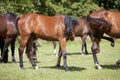 Horses are stung by insects