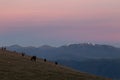 Horses on Subasio mountain at dusk, with beautiful sky and snowcapped mountains on the background Royalty Free Stock Photo