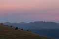 Horses on Subasio mountain at dusk, with beautiful sky and snowcapped mountains on the background