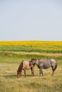 Horses By Sunflowers