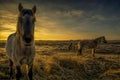 Horses during sunrise Royalty Free Stock Photo