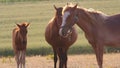 Horses at sunset