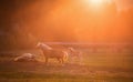 Horses in sunset light Royalty Free Stock Photo