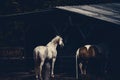 Horses at sunset in the stable Royalty Free Stock Photo