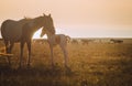 The Horses at sunset time in the field