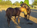 Horses at sunset. Royalty Free Stock Photo
