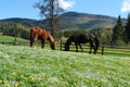 Horses in the sunshine