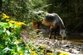 Horses in the sunshine