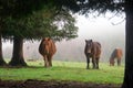 Horses surrounding by trees Royalty Free Stock Photo
