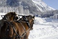 Horses in switzerland alps