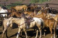 Horses at T Lazy Ranch, Aspen, CO, Maroon Bells