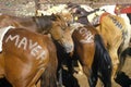 Horses at T Lazy Ranch, Aspen, CO, Maroon Bells