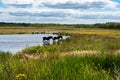 Horses taking a bath in the water pond, surronded by green fields of the national park, The Netherlands Royalty Free Stock Photo