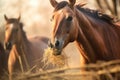 horses teeth grinding hay with blurred background