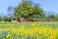 Horses and Texas Wildflowers in a Pasture