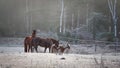 Horses in their corral on a frosty November morning. Royalty Free Stock Photo