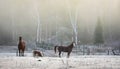 Horses in their corral on a frosty November morning. Royalty Free Stock Photo