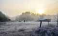 Horses in their corral on a frosty November morning. Royalty Free Stock Photo