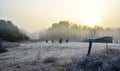 Horses in their corral on a frosty November morning. Royalty Free Stock Photo