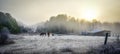 Horses in their corral on a frosty November morning. Royalty Free Stock Photo