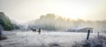 Horses in their corral on a frosty November morning. Royalty Free Stock Photo