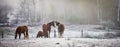 Horses in their corral on a frosty November morning. Royalty Free Stock Photo