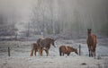 Horses in their corral on a frosty November morning. Royalty Free Stock Photo