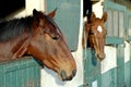 Horses in their stable Royalty Free Stock Photo