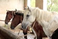 Horses in their stable Royalty Free Stock Photo