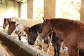 Horses in their stable Royalty Free Stock Photo