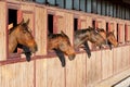 Horses in their stable Royalty Free Stock Photo