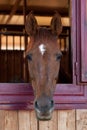 Horses in their stable Royalty Free Stock Photo