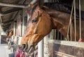 Horses in their stalls Royalty Free Stock Photo