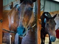 Horses in their stalls Royalty Free Stock Photo