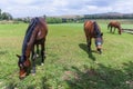 Horses Three Field Outdoors Royalty Free Stock Photo