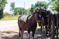 Horses tied in the fence