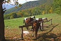 Horses tied to hitching post