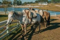 Horses tied on wooden fence with typical saddle