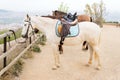 Horses tied on wooden rail in trail horse mountain