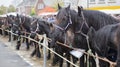 Horses to be sold on a Dutch market