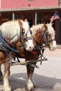 Horses in Tombstone