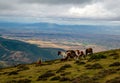Horses in the top of the mountain in La Rioja Royalty Free Stock Photo